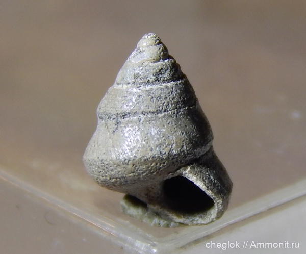 гастроподы, юра