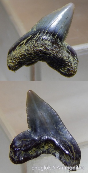 мел, Squalicorax, сеноман, зубы акул, Буданова гора