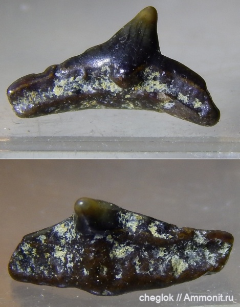 мел, сеноман, зубы акул, Cederstroemia, Буданова гора