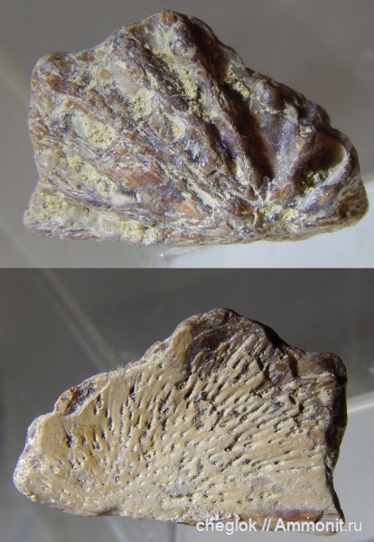 мел, сеноман, Варавинский овраг