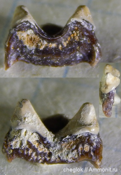 нижний карбон, зубы акул, Заборье, Diclitodus