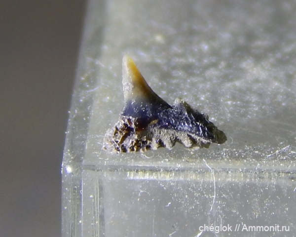 юра, Москва, зубы акул, Synechodus