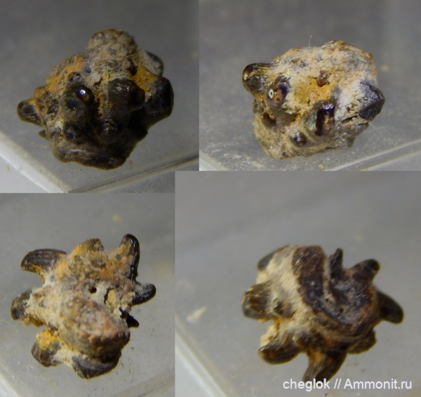 гжельский ярус, Русавкино, верхний карбон, зубы рыб