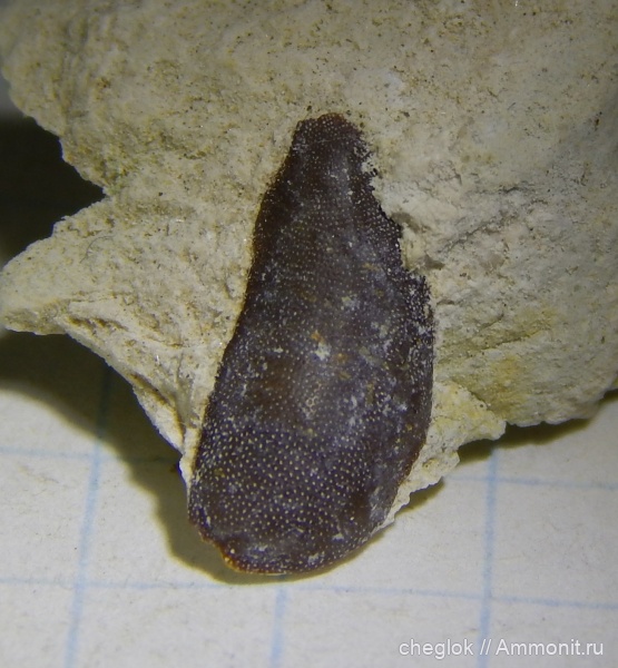 зубы акул, средний карбон, Пирочи, Sandalodus