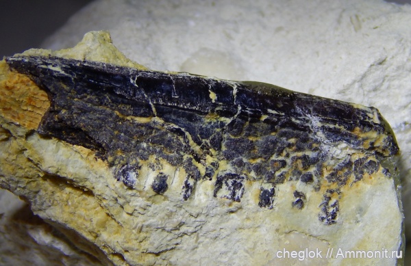 зубы акул, средний карбон, Пирочи, Polyrhizodus longus