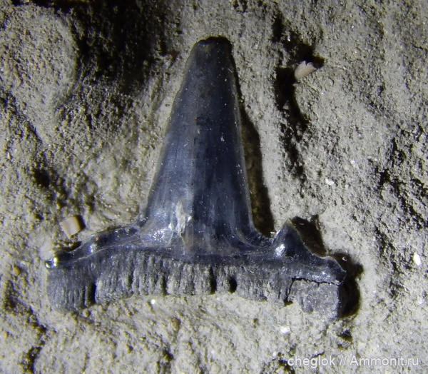 юра, р. Унжа, зубы акул