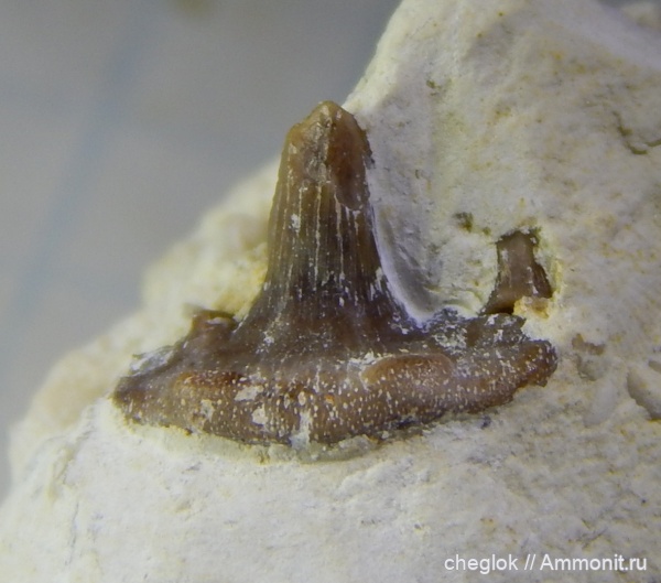 Glikmanius, зубы акул, средний карбон, Аксиньино, гликманиус