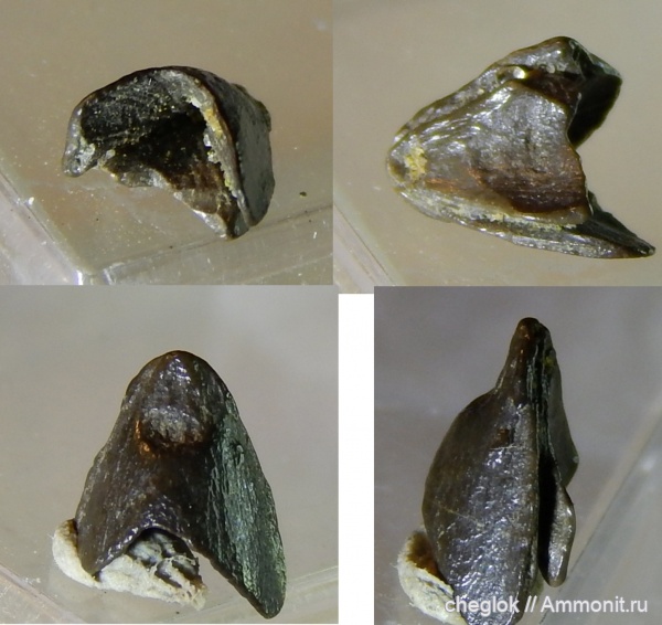 мел, головоногие моллюски, сеноман, Пудовкино