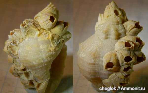 гастроподы, миоцен, Чили, усоногие раки