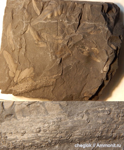 карбон, растения, Neuropteris, Microconchida, шахты