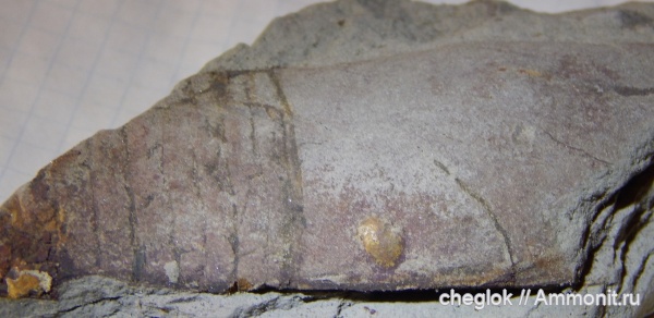 головоногие моллюски, нижний карбон, Борщевский карьер