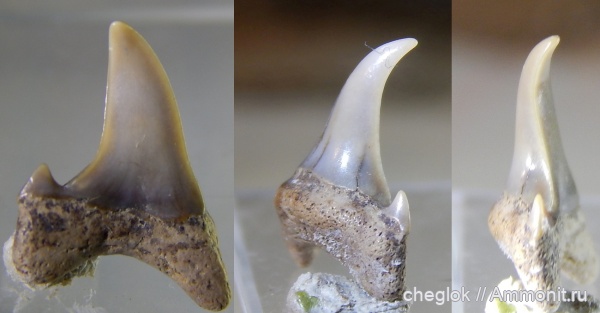 мел, сеноман, зубы акул, Варавино, аномалии зубов