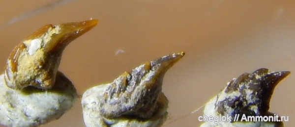 нижний карбон, ротожаберные зубы, зубы рыб, Заборье