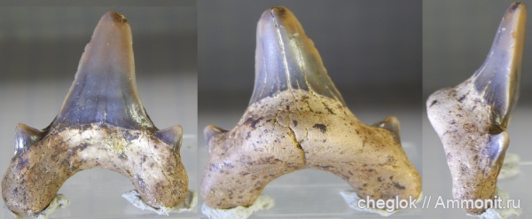 мел, сеноман, зубы акул, Cretoxyrhina, Варавино