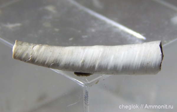 юра, оксфорд, лопатоногие моллюски, Тимонино