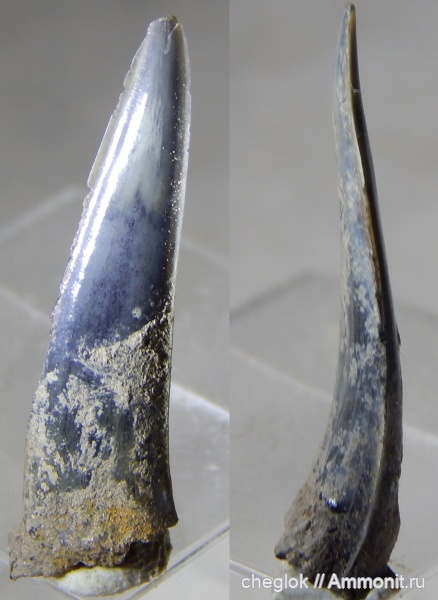 юра, оксфорд, Sphenodus, зубы акул, Тимонино