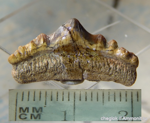 мел, сеноман, зубы акул, Polyacrodus, Варавино