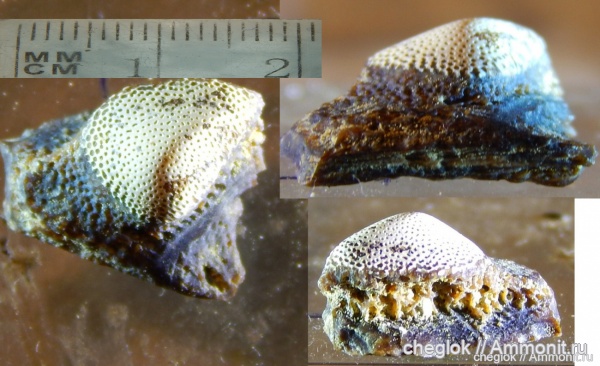 карбон, Русавкино, зубы рыб, Fadenia, Eugeneodontiformes, fish teeth