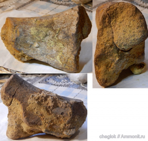 мел, морские рептилии, сеноман, кости, Варавино