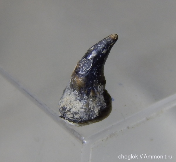 юра, зубы, позвоночные, р. Унжа, Михаленино