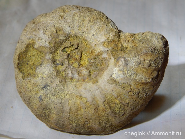 аммониты, мел, сеноман, Schloenbachia, Варавино