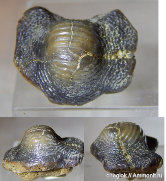 мел, акулы, сеноман, зубы акул, Ptychodus, Варавино