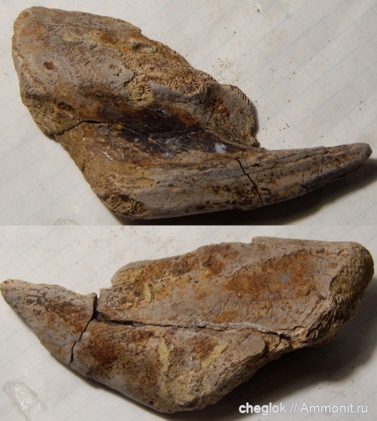 мел, рыбы, химеры, сеноман, Варавино