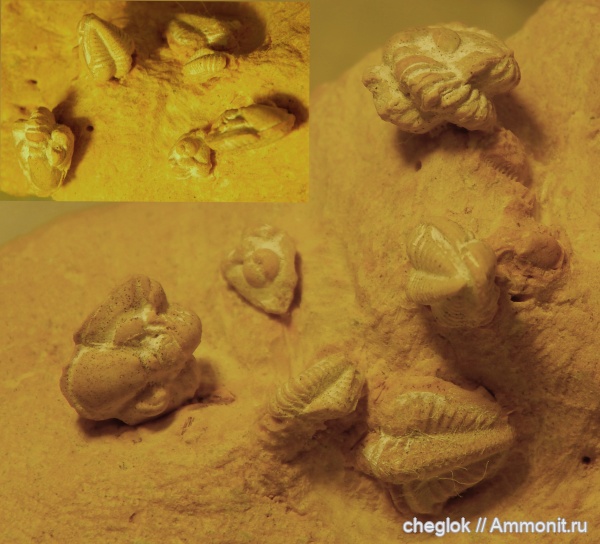 трилобиты, Русавкино, верхний карбон