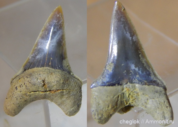 мел, акулы, сеноман, зубы акул, Варавино, Paranomotodon