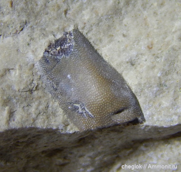 карбон, зубы акул, Волгоградская область, Жирновск