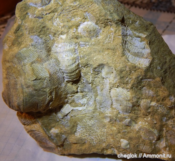 брахиоподы, мшанки, кораллы, Русавкино, верхний карбон