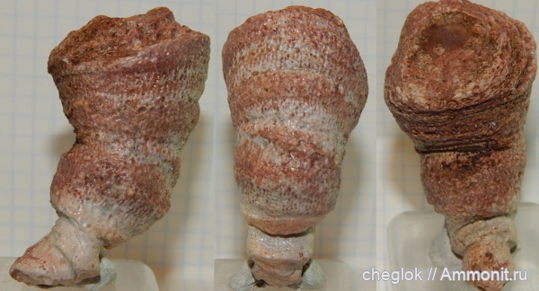 девон, кораллы, Марокко, палеозой, ругозы, Erfoud