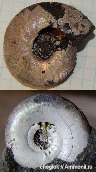 аммониты, юра, волжский ярус, Kachpurites fulgens, Craspedites, Филевский парк