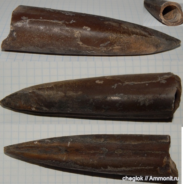 белемниты, юра, Москва