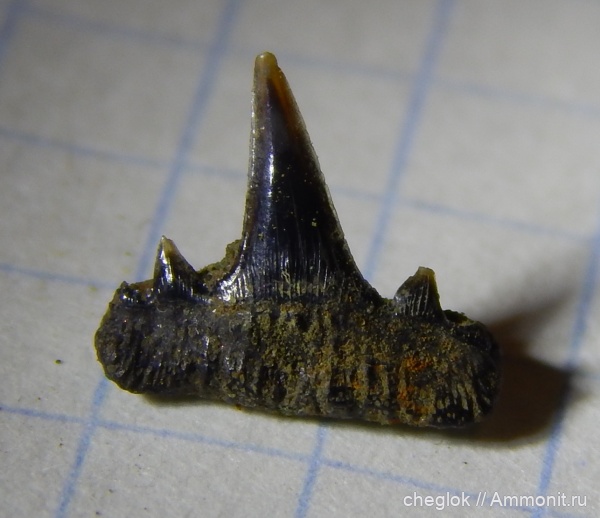 юра, волжский ярус, Капотня, зубы акул, Paraorthacodus