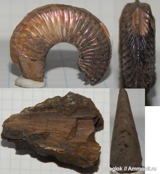 аммониты, юра, окаменевшее дерево, Капотня
