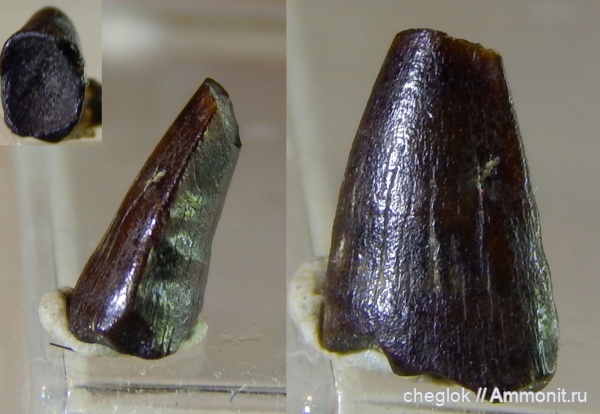 мел, позвоночные, сеноман, Саратовская область, Пудовкино