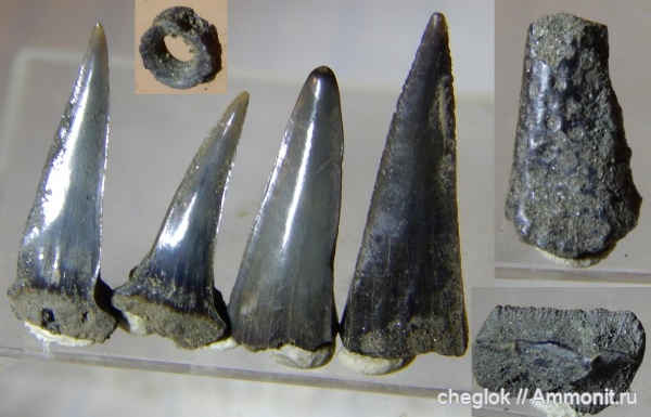 юра, позвоночные, ракообразные, Капотня, зубы акул