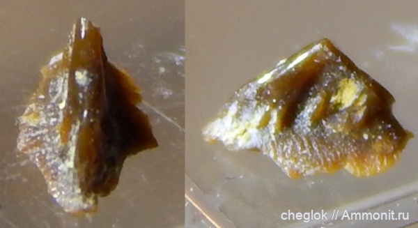 рыбы, позвоночные, нижний карбон, Заборье