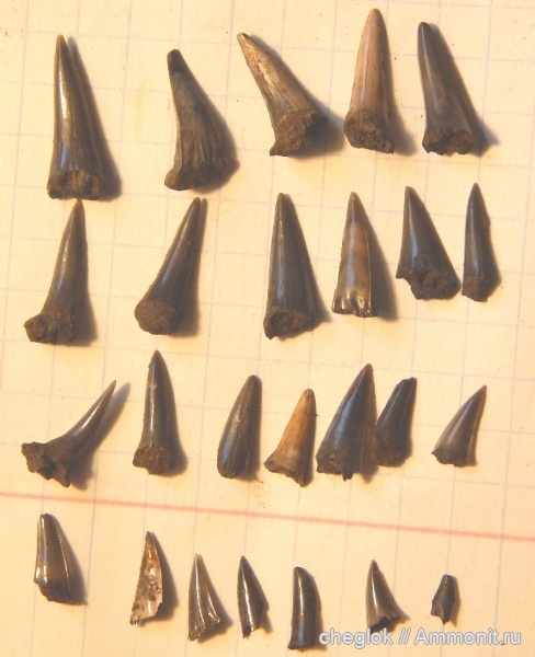 юра, волжский ярус, Sphenodus, Капотня, зубы акул