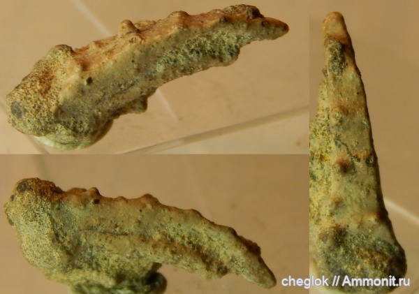 мел, членистоногие, ракообразные, сеноман, Варавино