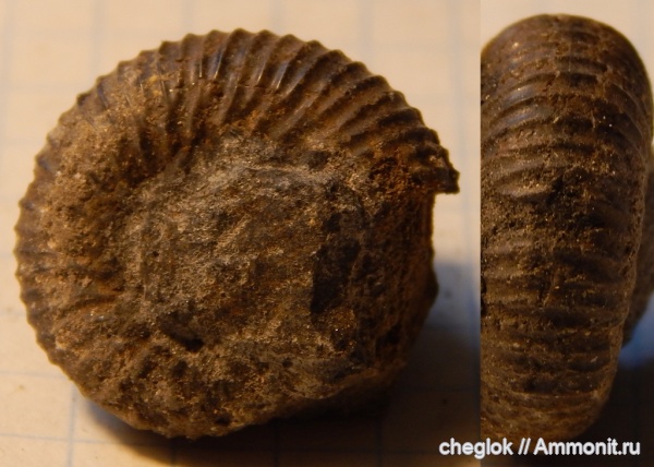 аммониты, юра, волжский ярус, Капотня