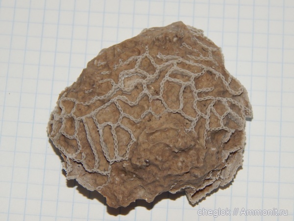 силур, палеозой, кишечнополостные, Эстония, Halysites, Paramaja pank