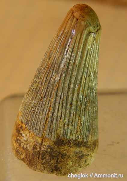 мел, плиозавры, сеноман, Варавино, зубы рептилий, Polyptychodon