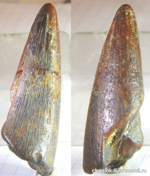 мел, плиозавры, Саратов, сеноман, зубы рептилий, Polyptychodon, Карамышка