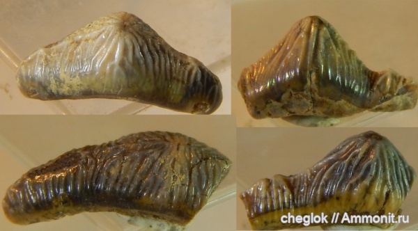 мел, сеноман, зубы акул, Polyacrodus, Варавино, Acrodus, Hybodontiformes