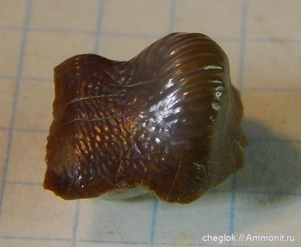 мел, Саратов, сеноман, зубы акул, Ptychodus, Александровка