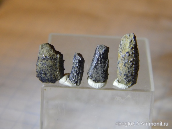 юра, членистоногие, ракообразные, Капотня