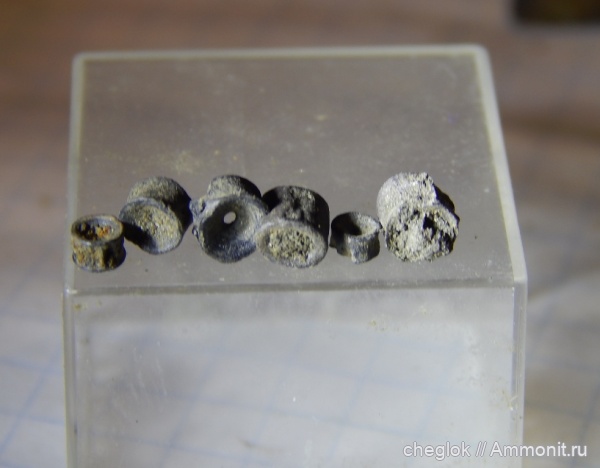 юра, волжский ярус, Капотня, позвонки, позвонки рыб