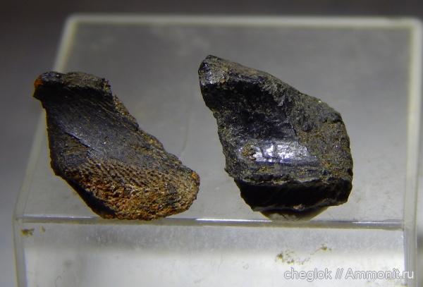 юра, позвоночные, волжский ярус, химеры, Капотня